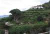 lapalma082a_small.jpg