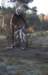 ron3706_small.jpg