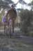ron3733_small.jpg